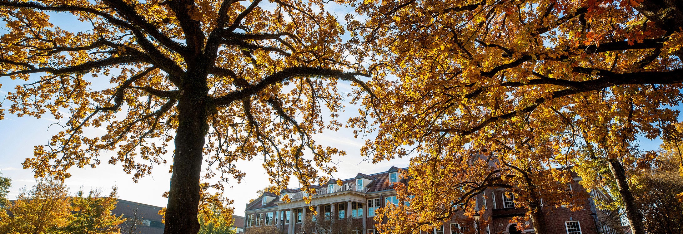 Image of ECU Campus autumn trees